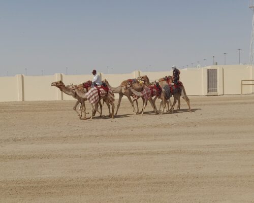 qatar safari tour price